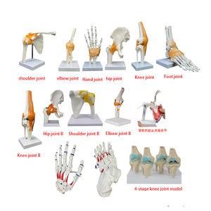 Articulación <span class=keywords><strong>de</strong></span> codo <span class=keywords><strong>de</strong></span> plástico con ligamento, modelo <span class=keywords><strong>de</strong></span> articulación <span class=keywords><strong>de</strong></span> <span class=keywords><strong>rodilla</strong></span> humana, esqueleto <span class=keywords><strong>de</strong></span> articulación <span class=keywords><strong>de</strong></span> codo - Product Image 6