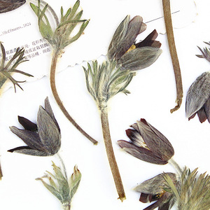<span class=keywords><strong>Fiori</strong></span> di Pasquefiori Essiccati e Pressati all'Ingrosso per Inviti di Nozze, Decorazioni per la Casa, Fai-da-Te e Artigianato - Product Image 1