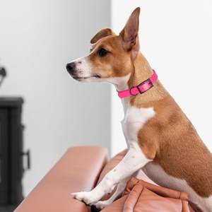 ファッションカラーラバーPVC犬用首輪 調整可能ダブルバックルシリコン防水ペット犬用首輪 - Product Image 4