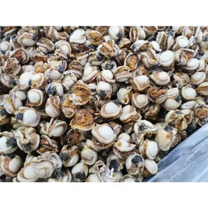 Gefrierter Muschelmuschel Meeresfrüchte heißer Verkauf Muschel fleisch
