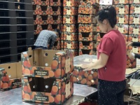 Dattes fraîches biologiques premium du Vietnam, chair sucrée et juteuse, peau rouge, 10 kg/boîte, durée de conservation de 12 mois, marque Minh Trang Viot