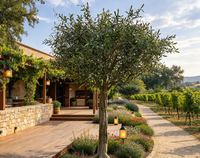 Arbre d'olivier artificiel sur pied, grand format, personnalisé, le plus vendu, pour aménagement paysager, décoration extérieure, maison et centre commercial
