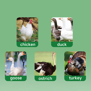 Additifs alimentaires de poulet de type enzymatique fabriqués <span class=keywords><strong>en</strong></span> Chine pour les pondeuses de producteurs Booster d'oeufs Volaille Vitamine <span class=keywords><strong>Lysine</strong></span> <span class=keywords><strong>Poudre</strong></span> d'alimentation de poulet pré-mélangée - Product Image 5