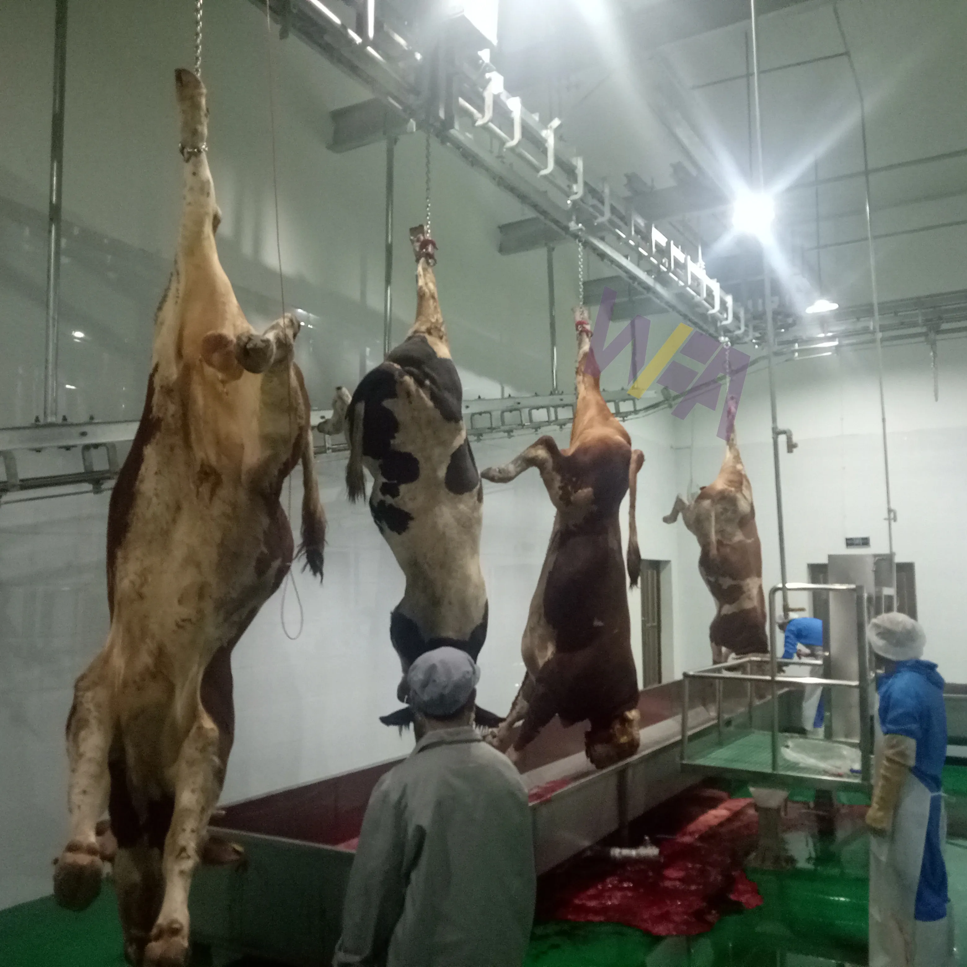 Máquina de processamento de carne muçulmana Halal para matadouro turnkey, equipamento para matadouro de vacas, 50 vacas por hora