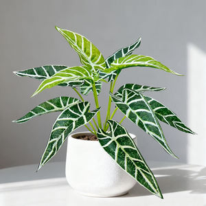 Decoración Delicada y Fresca para Escritorio, Planta Verde Artificial, Hada Pequeña, <span class=keywords><strong>Lirio</strong></span> Calla, Planta en Maceta. Decoración Verde para la Oficina - Product Image 3