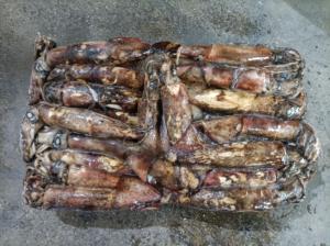 J002 Xing Bang merek indian laut cumi 100-300g produsen frozen India cumi seluruh bulat