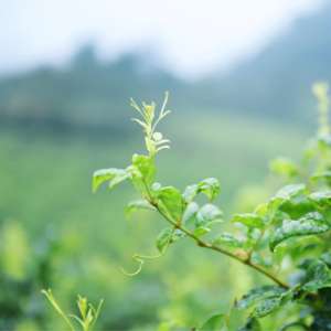 بيع بالجملة بالجملة بالجملة برعم خاص برعم الشعر مهدئ الحلق والكرمة الجافة ، الشاي الصحي - Product Image 2