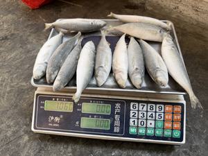 Pescado Recién Capturado de <span class=keywords><strong>Temporada</strong></span>, Disponible en Grandes Cantidades, 8-10 Piezas de Caballa Congelada - Product Image 5