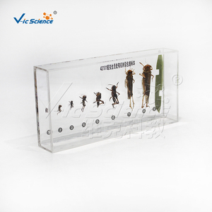 Especímen transparente de Plastomount del ciclo de vida del locustino, muestra de insecto real para estudio de laboratorio biológico CE/ISO/ROHS/CNAS - Product Image 2
