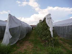 ตาข่าย<span class=keywords><strong>ป้องกัน</strong></span>แมลงสำหรับต้นไม้ผลไม้ในสวน ต้นไม้ผลไม้ในเรือนกระจก และสวนผัก - Product Image 1