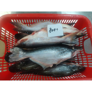 Poisson Pangasius / Filet de Pangasius / Poisson Basa à vendre Fournisseur Vietnamien - Product Image 4