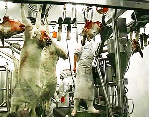 80ต่อวันแกะฆ่าสายแพะฆ่า - Product Image 3