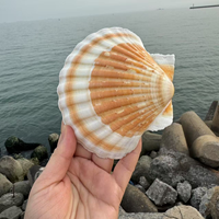 Coquille de pétoncle blanche naturelle polie, écologique, de 3,5 à 5 pouces, pour artisanat DIY, mariages sur la plage, peinture, fêtes sur le thème de l'océan, décoration intérieure