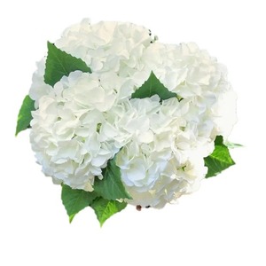 Hydrangea artificielle à 132 pétales, fleur en soie blanc crème, décoration de mariage, décoration de la maison, accessoires de photographie en extérieur - Product Image 5