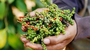 Wholesale Factory Vietnam Spice Herb Black Pepper Red Pepper Ground Mixed Spices Seasonings 24 Months Shelf Life Global Travel - Product Image 6