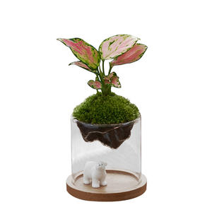 Bouteille écologique micro-paysage en verre transparent à haute teneur en borosilicate tasse de bouteille de mousse de plante hydroponique Kanzan épaissie - Product Image 5