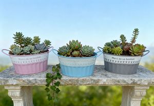 Vente directe d'usine de pots en fer ovales à double anse pour plantes succulentes, idéaux pour décorer les jardins intérieurs et extérieurs. - Product Image 2