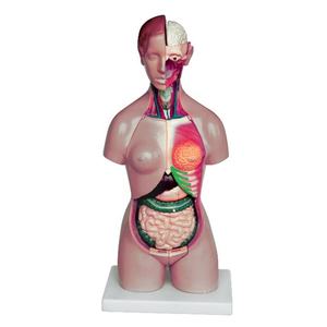Anatomia sexual do corpo humano da ciência médica, modelo de torso masculino e feminino - Product Image 5