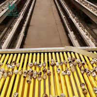 Équipement d'élevage de cailles, cages à cailles en métal de type H, système d'alimentation automatique, à vendre