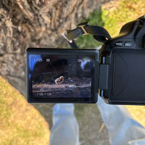 เลนส์ F8.0 500มม. แบบแมนนวลพร้อมตัวแปลง T2 T MF โหมดโฟกัสสำหรับ <span class=keywords><strong>Canon</strong></span> สำหรับกล้อง <span class=keywords><strong>Nikon</strong></span> สำหรับ Sony Fuji Olympus Pentax - Product Image 6