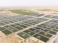 Serre Agricole à Grande Serre Tropicale Cadre en Métal Matériau PE Haute Qualité Horticulture Serre