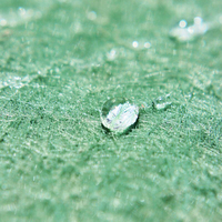 Couverture verte de foin d'ouatine de paille de pp, tissu imperméable résistant UV de polypropylène