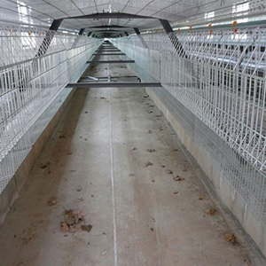Spécialisation dans les solutions de cages à poules de type A pour les exploitations commerciales de petite et moyenne taille en Afrique - Product Image 2
