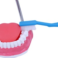 Modelo de Maniquí para Cuidado Dental, Material PVC, para Enseñanza en Escuelas Primarias y Secundarias, Simulación de Cepillado de Dientes