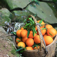 Jeruk Mandarin Segar Rasa Manis Pasokan Pabrik Buah Jeruk Jeruk Navel Segar Baru