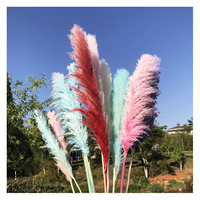 Arche de mariage en pampas, roseau sauvage, pampas séché, couleur naturelle, longue herbe de pampas