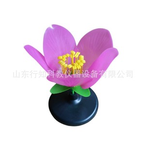 Modèle de fleur de pêcher, modèle de plante, modèle d'expérimentation pédagogique en sciences biologiques, équipement expérimental, instrument pédagogique - Product Image 5