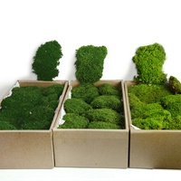 Coussin de mousse stabilisée naturelle verte de 0,2 m² pour mur végétal, Leucobryum Glaucum, durable 5 ans