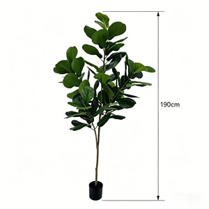 190cm Tall Fiddle-leaf fig – Eco-Friendly Plant for Wedding & Event Decoration - Product Image 2