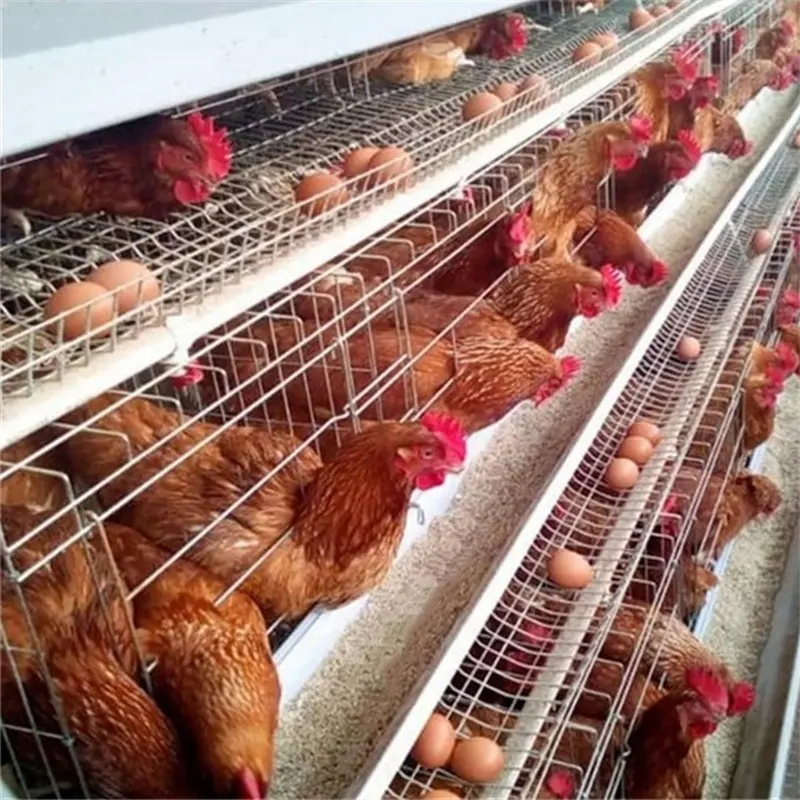 Geschweißter Drahtgitter-Eierschicht-Hühner käfig für Hühner