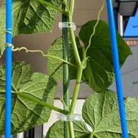 Clips de support et piquets de treillis en plastique modernes et durables pour tomates et vigne grimpante - Fournitures de jardin en PP