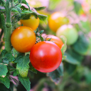 Hệ Thống Trồng Cây Thủy Canh Chất Lượng Hàng Đầu Với Đèn LED Phát Triển, Chậu Trồng Cây Thông Minh Cho Nhà Bếp Gia Đình, Hẹn Giờ Nảy Mầm Tự Động - Product Image 3