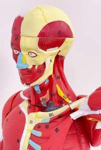 Modèle anatomique <span class=keywords><strong>musculaire</strong></span> <span class=keywords><strong>humain</strong></span> en PVC de 80 cm, 27 pièces, avec organes internes, pour l'enseignement des sciences médicales - Product Image 4