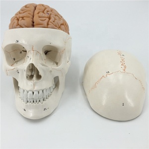 Modelo de Cráneo Humano, Modelo Anatómico Neurocraneal, Modelo de Cráneo con Suturas - Product Image 2