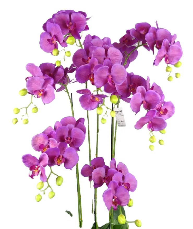 Promoção de portuguese, Compras Online de portuguese Promocionais - vermelho  orquídea plantas.alibaba.com