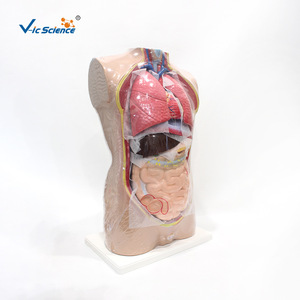Modèle de tête, de cou et de torse, 85 cm x 15 pièces, modèle de torse humain, modèle anatomique - Product Image 1