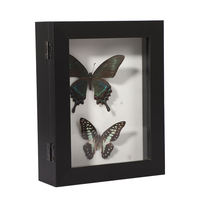 Nouvelle Vitrine de Taxidermie Papillon en Bois avec Porte en Verre Transparent, Boîte de Rangement pour Spécimens d'Insectes, Décoration Murale ou de Table