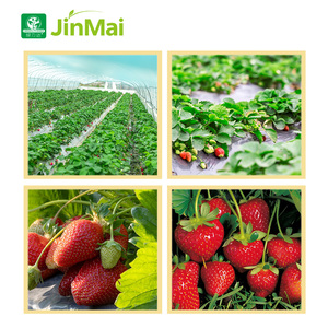100-400-100 TE FA Ácido fúlvico Nano-escala Suspendido Crecimiento de plantas NPK Fertilizante para estimulador de raíces Potenciador de flores - Product Image 4