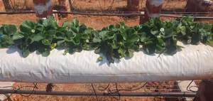 <span class=keywords><strong>Sac</strong></span> de <span class=keywords><strong>plantation</strong></span> hydroponique pour fraises, 15*12*115cm, 120 microns, robuste et durable - Product Image 6