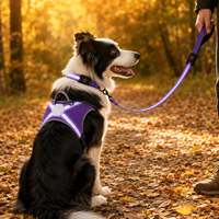 Ensemble de collier et laisse lumineux Qcool pour chien, style camouflage, équipement de sécurité pour animaux de compagnie, pour la promenade en extérieur, fournisseur OEM