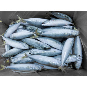 La mejor caballa de mar congelada en venta, pescado de caballa congelado en venta, pescado de caballa del Pacífico congelado - Product Image 2