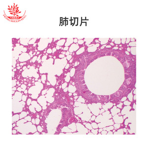 Clearly structured typical slice specimens, biological laboratory human anatomy slide set, science education <b>microscope</b> slides - Product Image 3