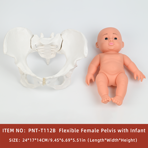 PNATOMY Modèle de squelette anatomique du bassin féminin grandeur nature (PVC)-Éducation aux sciences médicales Os pelviens Processus d'accouchement - Product Image 2