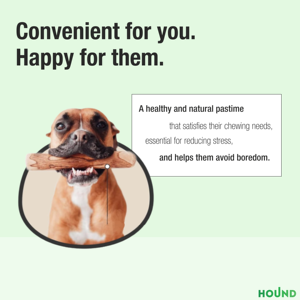 Selección cuidadosa de masticables para perros que no se astillan, palo para masticar de madera de olivo, tamaño M, mantiene los dientes y las encías limpios - Product Image 4