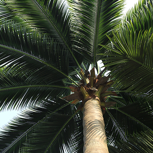 Respetuoso del medio ambiente plástico incombustible <span class=keywords><strong>Tropical</strong></span> Artificial al aire libre de <span class=keywords><strong>palma</strong></span> de coco árbol - Product Image 5