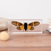 Insectes en résine, animaux en résine, spécimens d'insectes, jouets éducatifs pour enfants